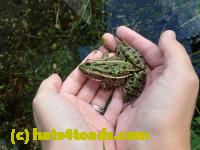 /home//u458753944/public_html/sourcegallery///Frogs/Mixed frogs/P8210386.JPG